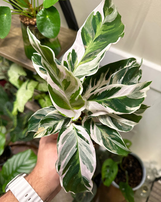 4' Calathea "White Fusion"