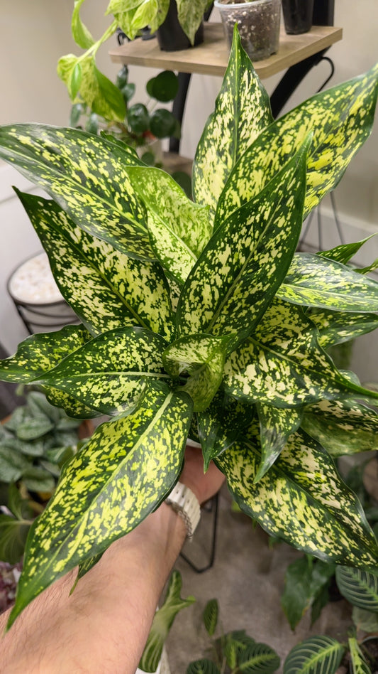 6' Aglaonema Commutatum "Spring Snow"